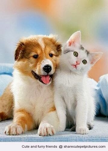 a dog and cat sitting on a bed together