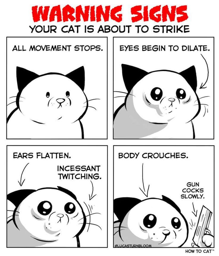 a comic strip with cats saying warning signs