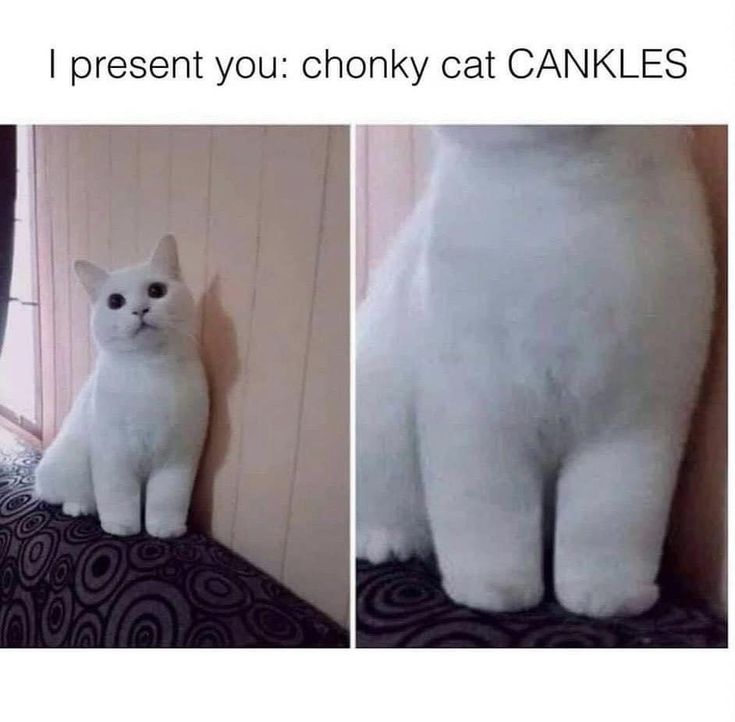 two pictures of a white cat with caption that reads, i present you chonky at cankles