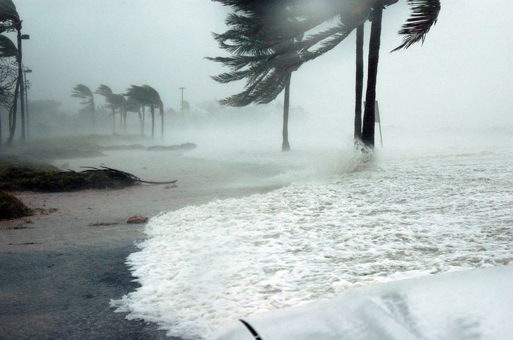 trees blowing in the wind on a beach covered with snow and ice as waves crash around them