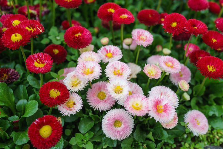 many red and white flowers in a garden