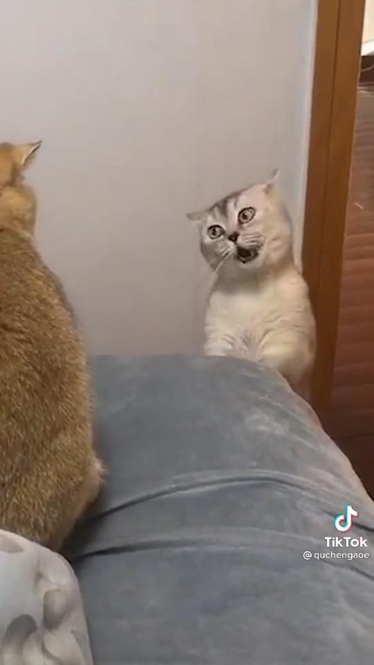 two cats sitting on top of a bed next to each other