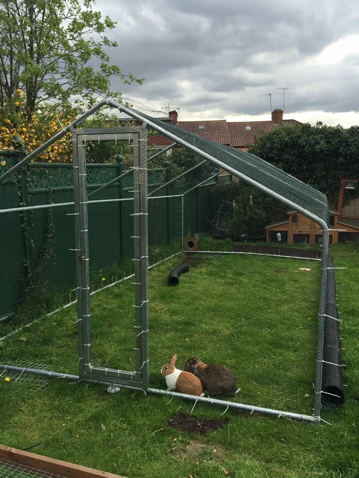 two cats are sitting in the grass near a fenced in area with a chicken coop