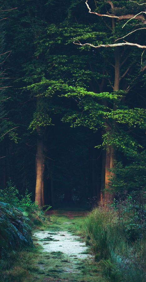 a path in the middle of a forest with trees on either side and light at the end