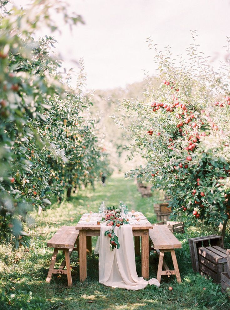 an apple orchard with tables and fruit trees