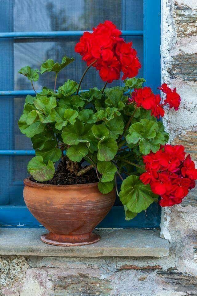 a potted plant with red flowers sitting in front of a blue window sill