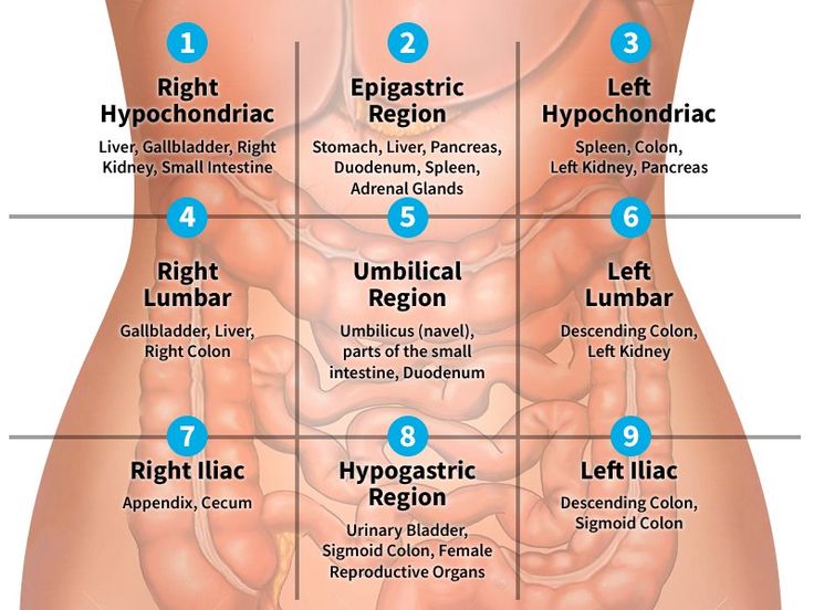 the stomach is labeled with different types of organs