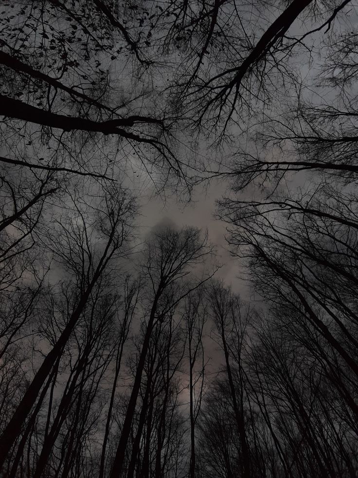 looking up at the tops of tall trees in a forest with no leaves on them