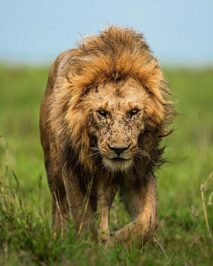 a lion walking in the grass with its head turned to look like it's coming towards the camera