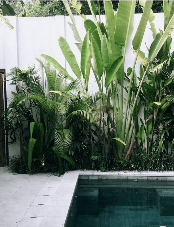 a pool surrounded by lush green plants next to a white wall