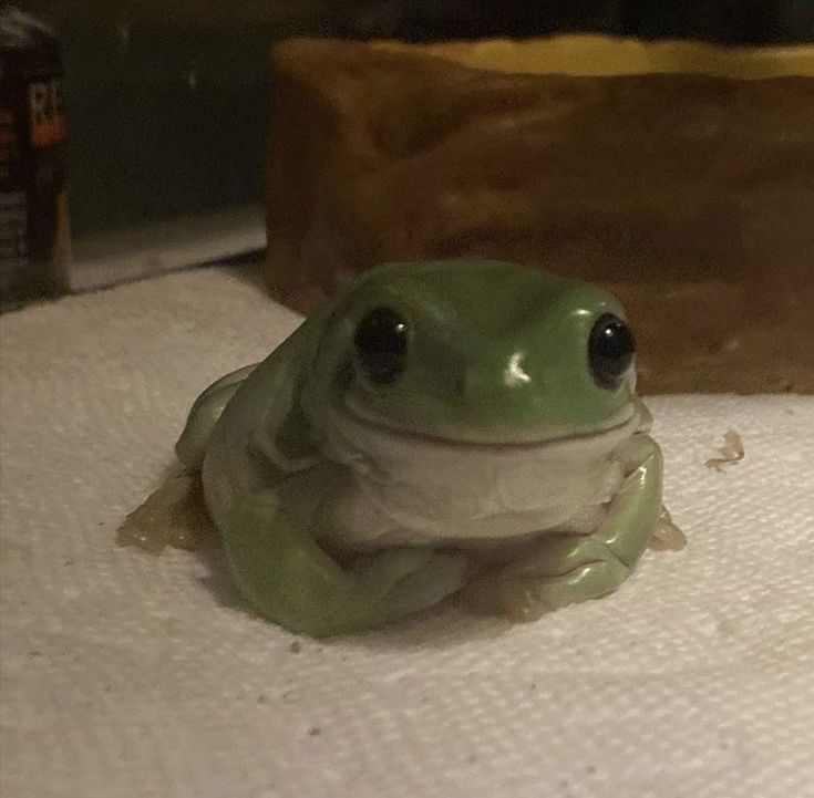 a green frog sitting on top of a white towel