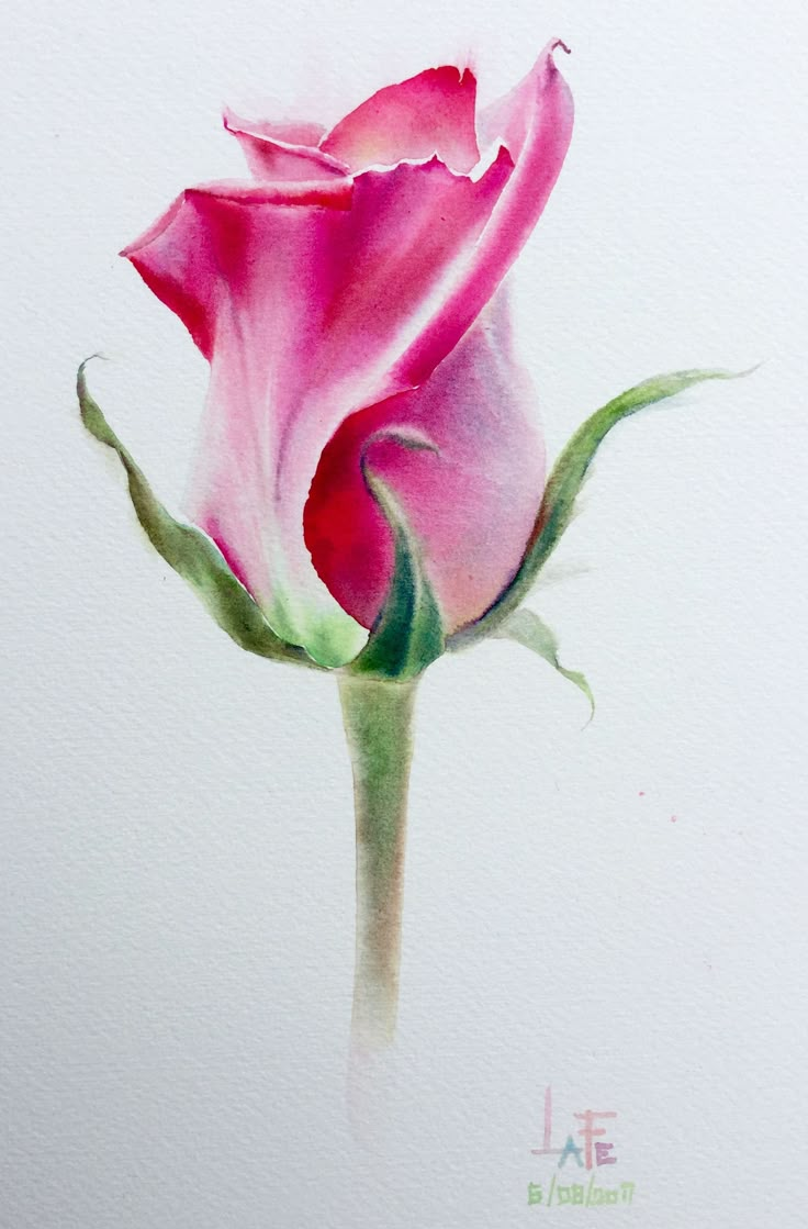 a watercolor painting of a pink rose