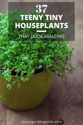 a potted plant with text overlay that reads 37 tiny houseplants that look amazing