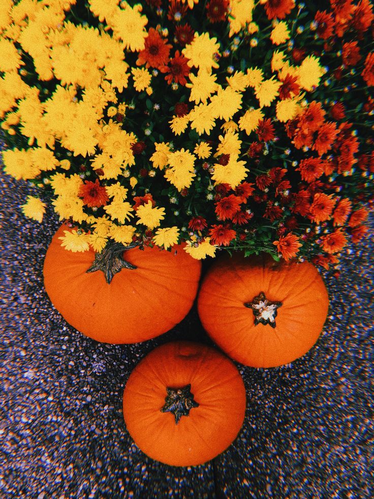 three orange pumpkins sitting in front of some yellow and red flowers on the ground