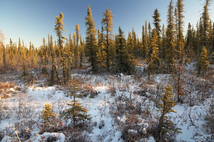 the sun is shining on some trees in the snow