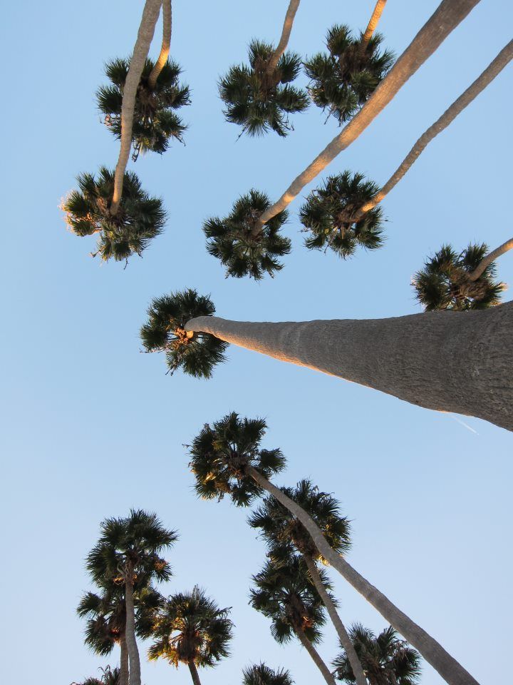 looking up at the tops of palm trees