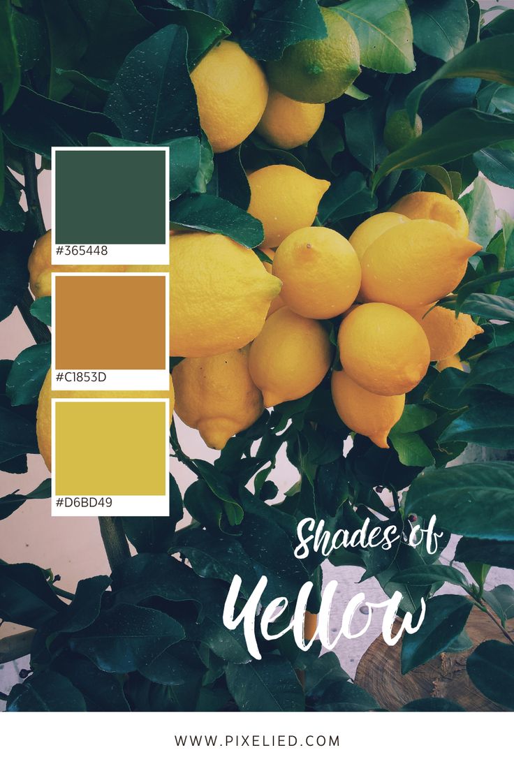 the color scheme for shades of yellow and green with lemons on it in front of a tree