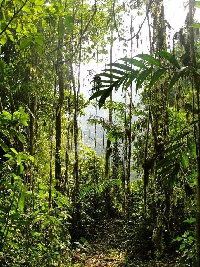 a path in the jungle with lots of trees and plants on either side of it