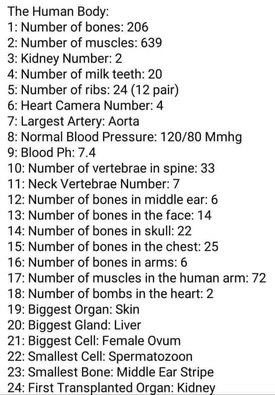 the number of bones is shown in this chart