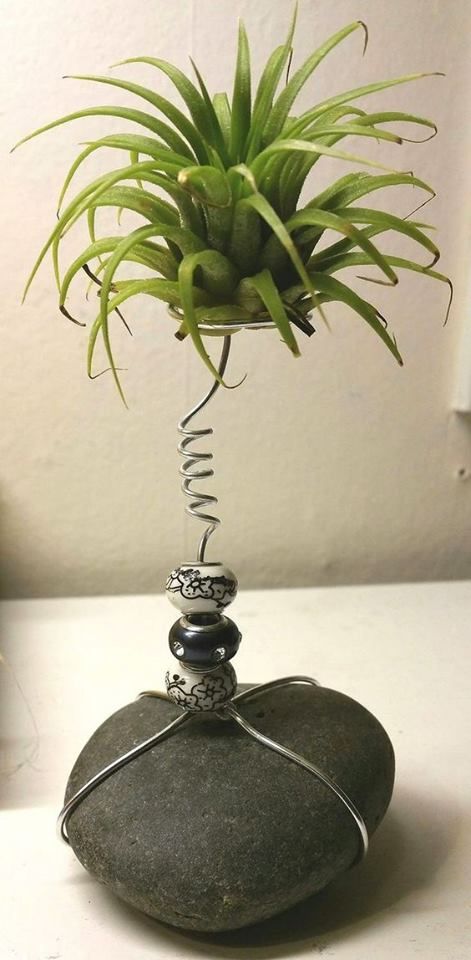 an air plant sitting on top of a rock with a wire wrapped around it's base