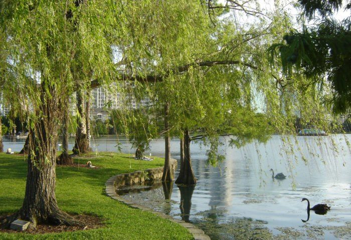 two black swans swimming in the water next to trees