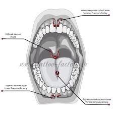 an image of the mouth with all parts labeled