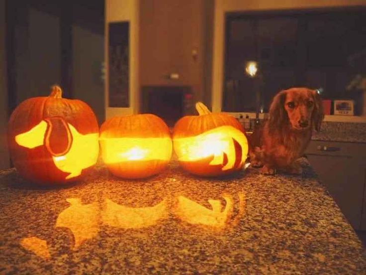 a dachshund dog sitting next to carved pumpkins on a kitchen counter