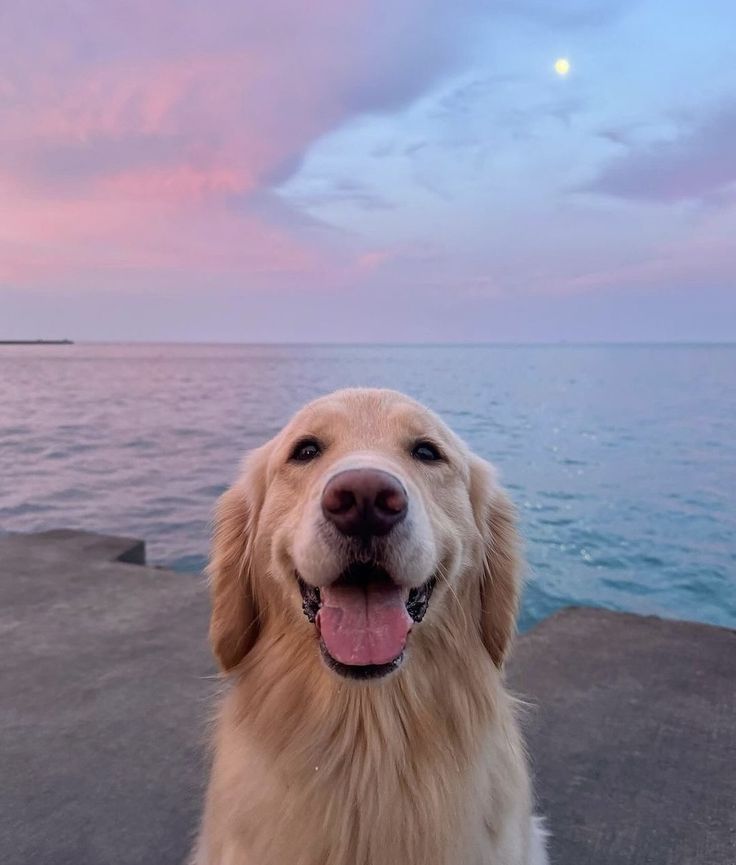 a golden retriever is looking at the camera while standing on a pier by the ocean