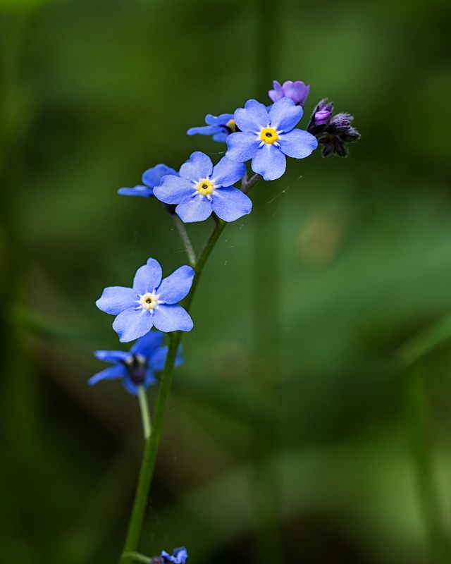 small blue flowers are growing in the grass