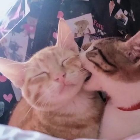 two cats cuddling together on a bed