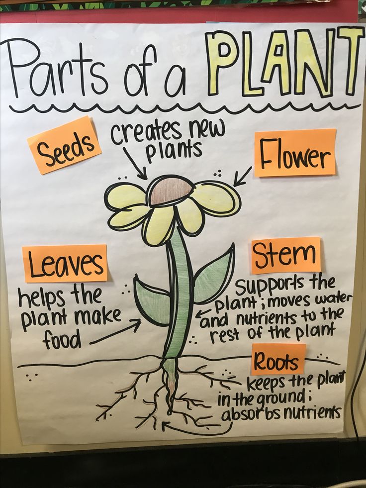 the parts of a plant on a bulletin board with words and pictures attached to it