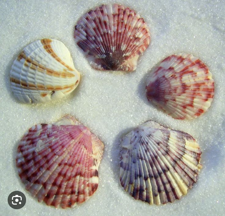 four seashells are arranged in a circle on the snow covered ground with white sand