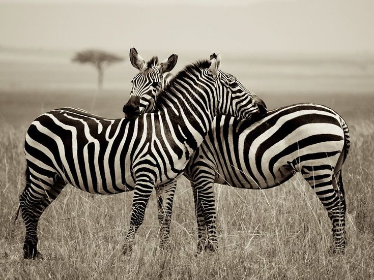 two zebra standing next to each other on a field