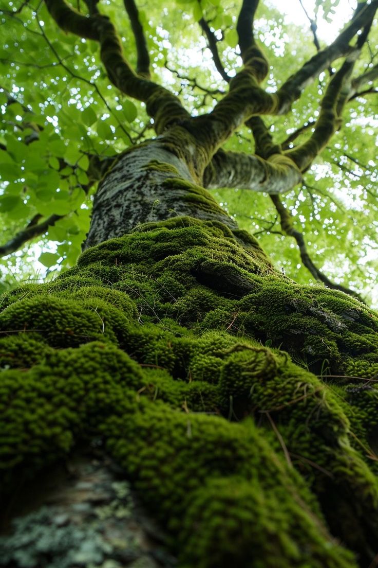 moss covered tree trunk in the forest