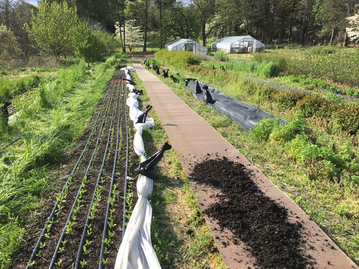 no-till flowers podcast Picking Garden, No Till Farming, Small Holding, Flower Farming, Cut Flower Farm, Cabin Chic, Natural Farming, Crop Production, Flower Farmer