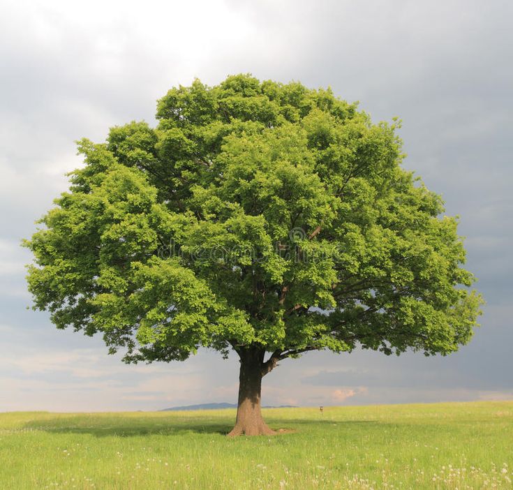 a large tree in the middle of a grassy field under a cloudy sky with clouds