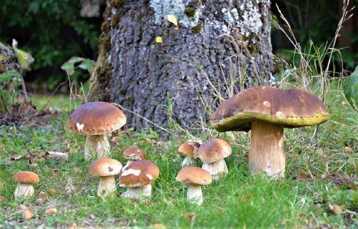 a group of mushrooms sitting on the ground next to a tree