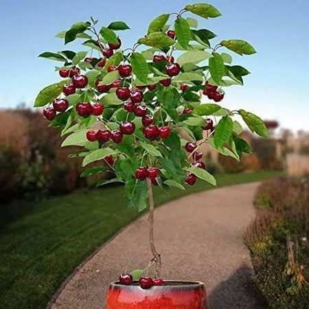 a small cherry tree growing out of a red pot on the side of a road