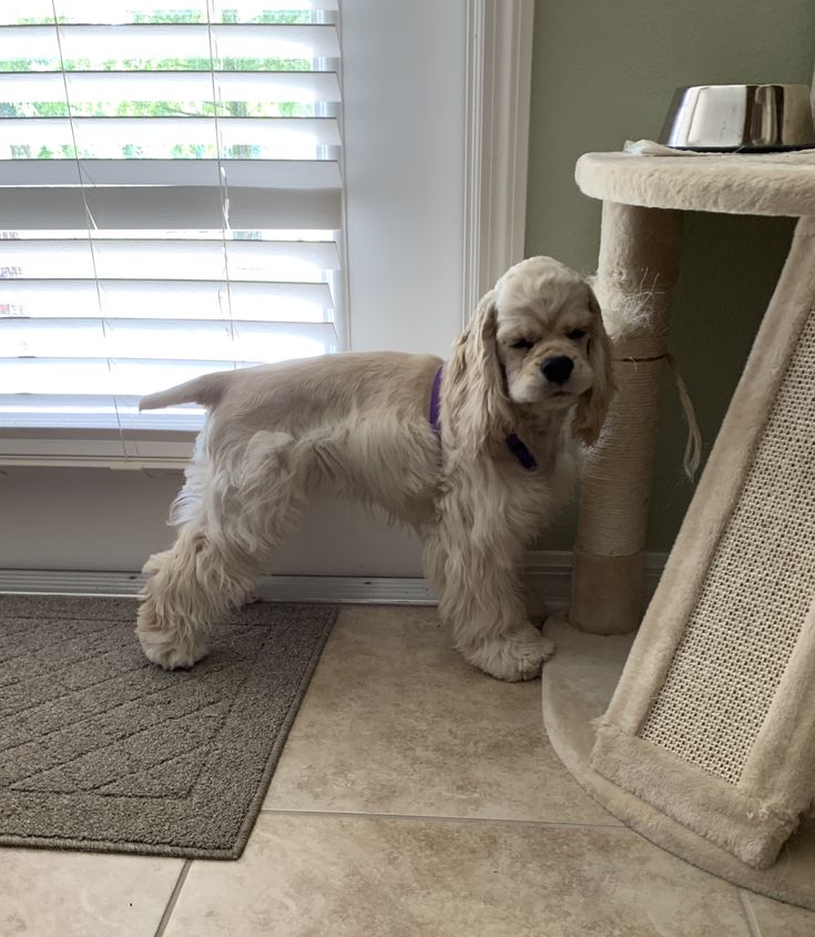 a small white dog standing on top of a rug next to a window with blinds