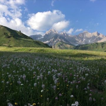 wildflowers in the foreground with mountains in the background, and clouds in the sky