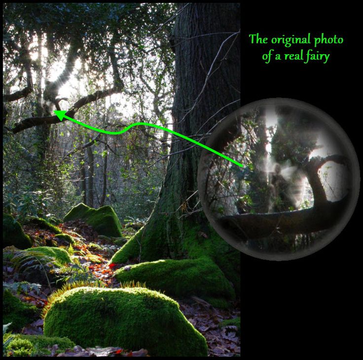 an image of moss covered rocks in the woods with a magnifying glass over them