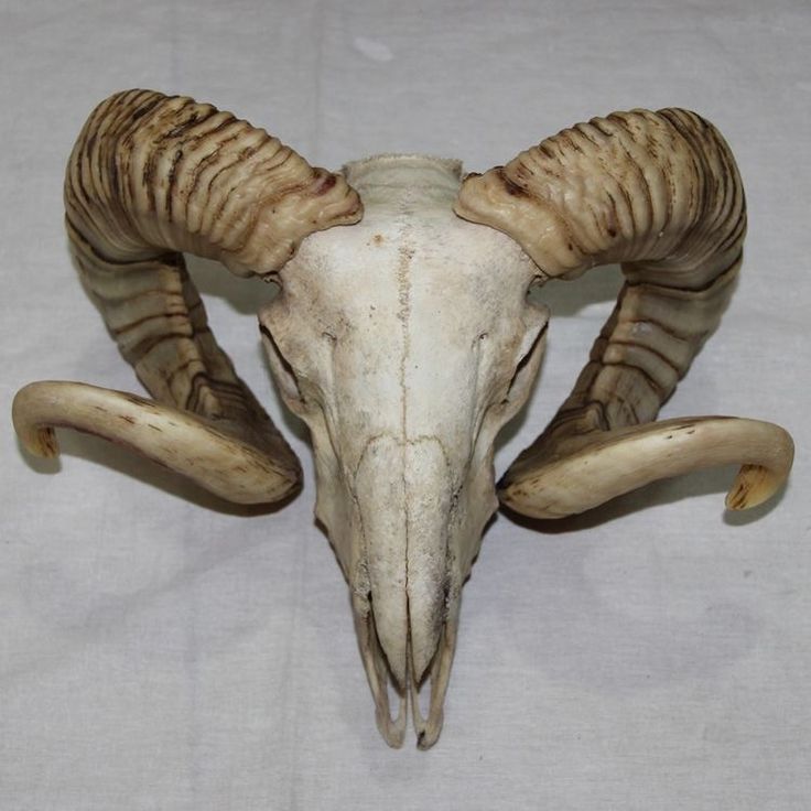 an animal skull with large horns on a white sheeted surface, in the shape of a ram's head