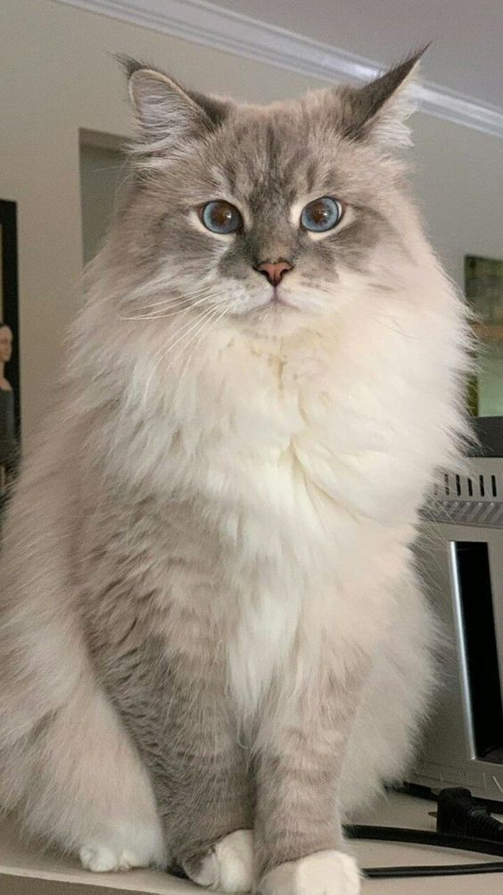 a grey and white cat sitting on top of a desk