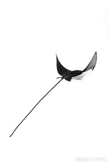 a black and white photo of a bird flying in the sky