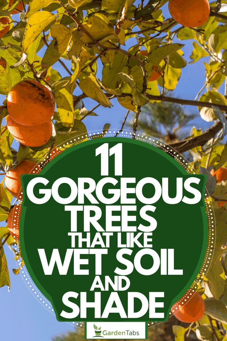 an orange tree with the words, 11 gorgeous trees that like wet soil and shade