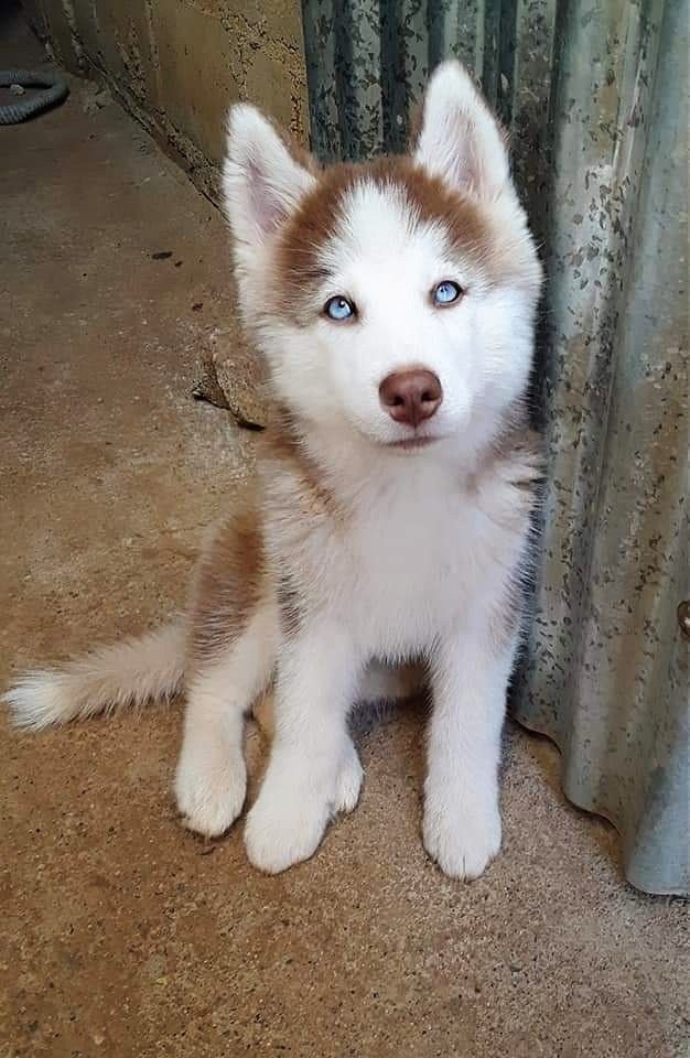 a puppy with blue eyes is sitting on the floor next to a curtain and looking at the camera