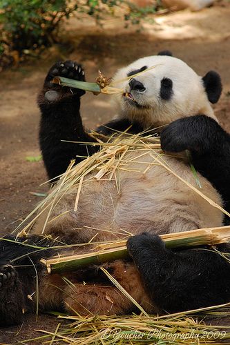 a panda bear sitting on the ground eating bamboo