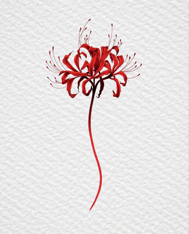 a red flower on a white background