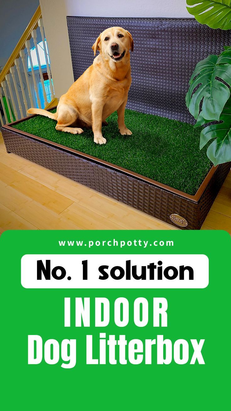 a dog sitting on top of an indoor dog litter box with the words no 1 solution