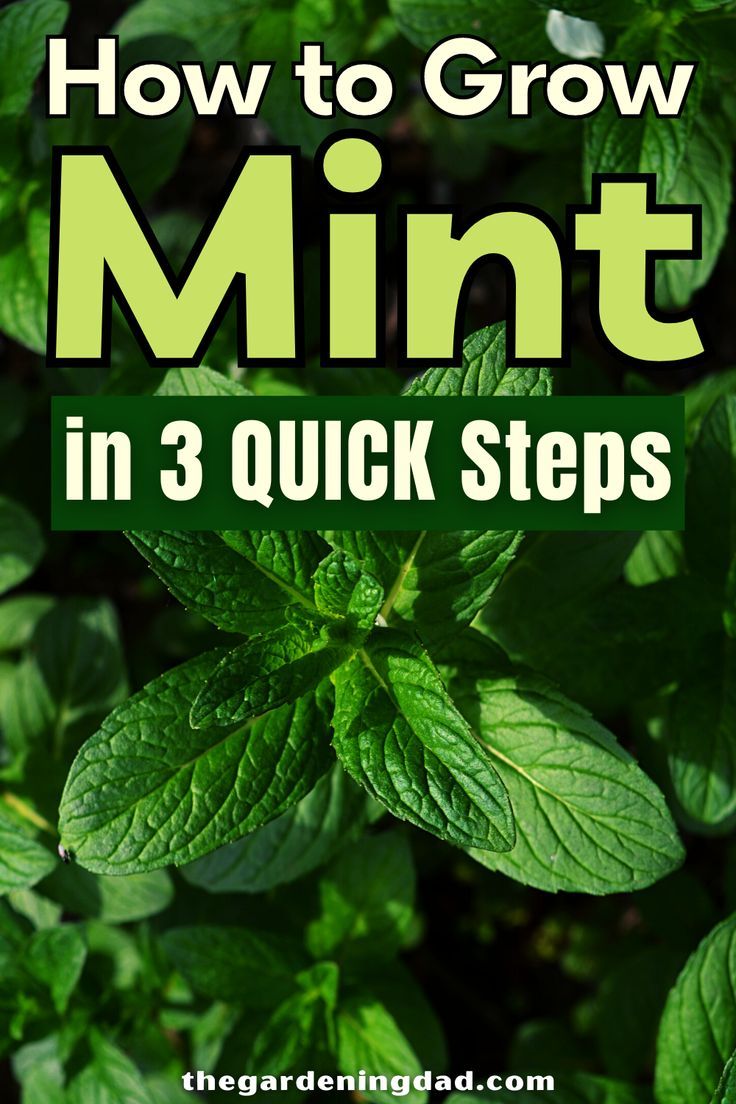 mint plant with the title how to grow mint in 3 quick steps on top of it